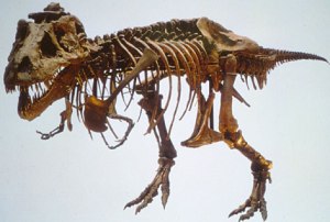 fossil de tiranossauro rex