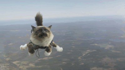 Resultado de imagem para gato pulando
